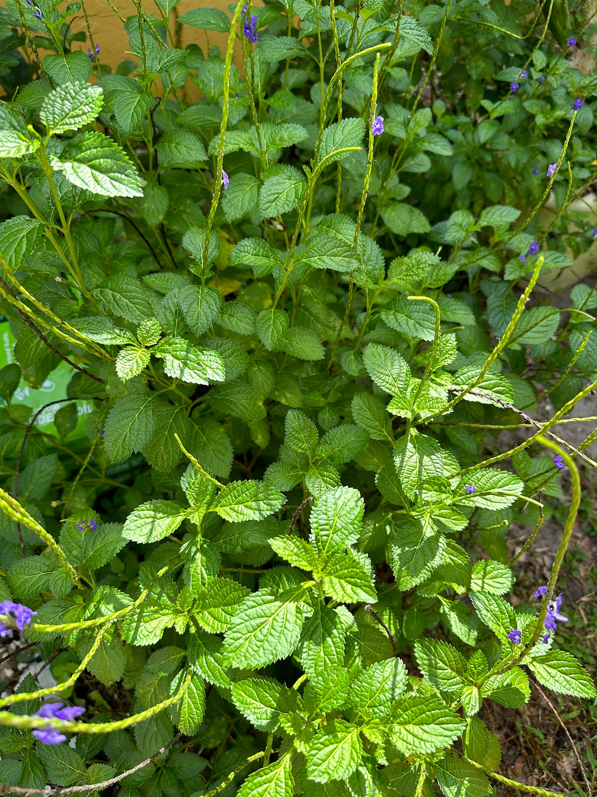 Blue Vervain Leaves – Wildcrafted Florida Grown