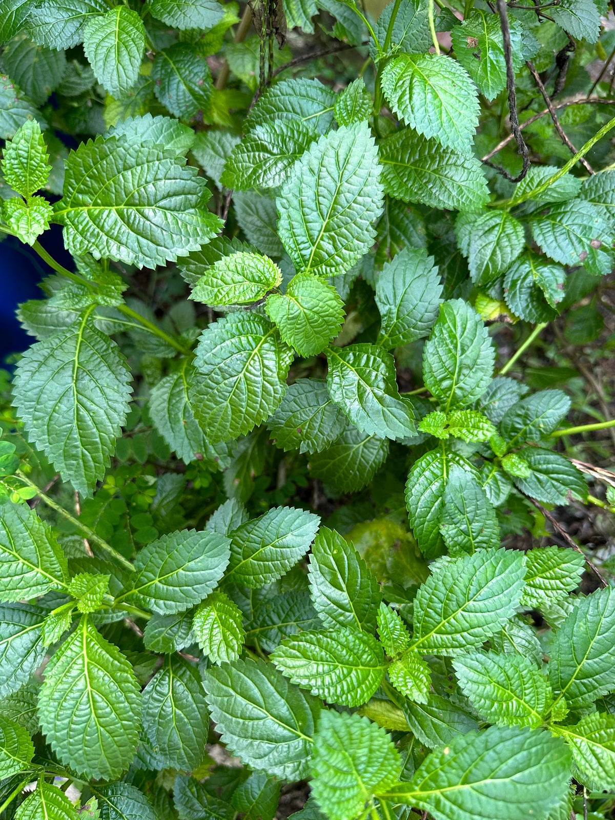 Blue Vervain Leaves – Wildcrafted Florida Grown
