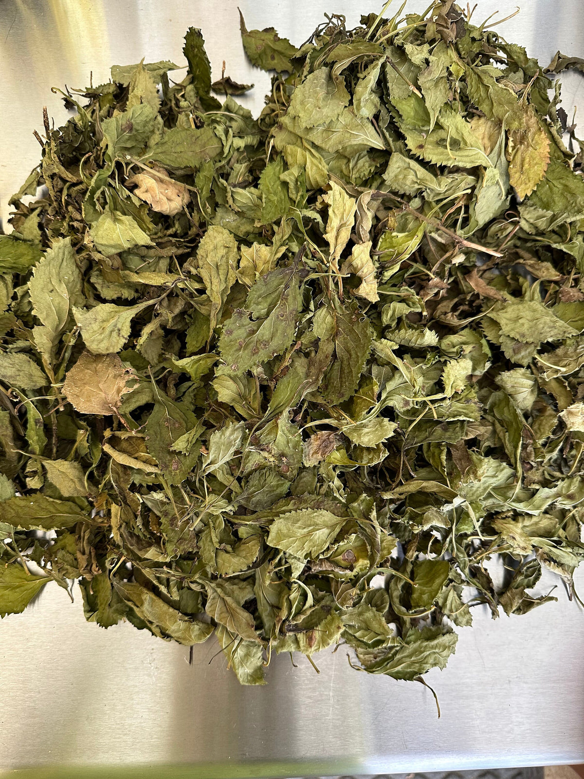 Blue Vervain Leaves – Wildcrafted Florida Grown