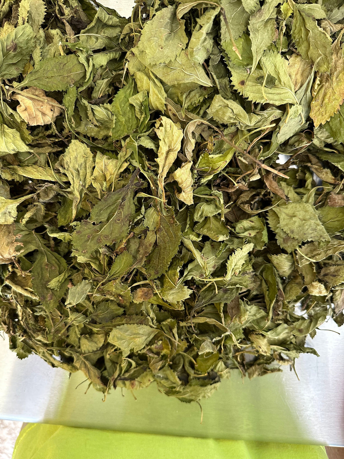 Blue Vervain Leaves – Wildcrafted Florida Grown