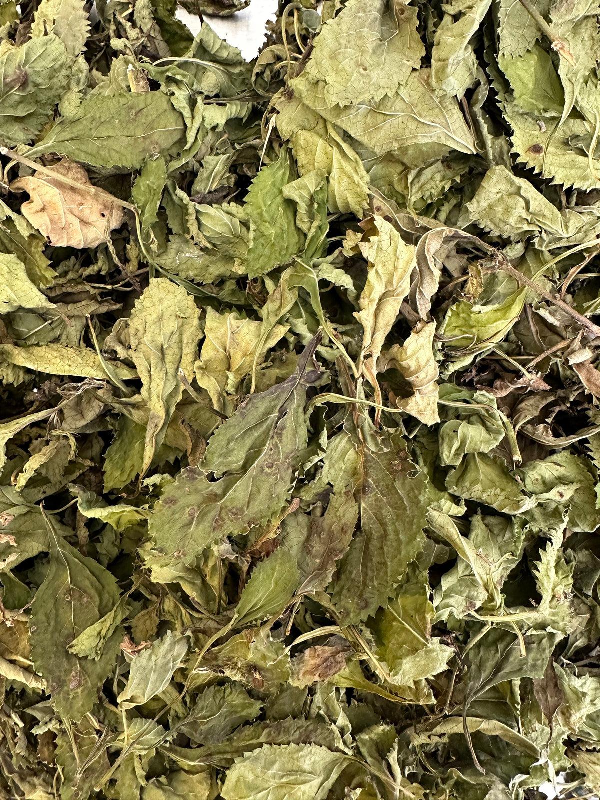 Blue Vervain Leaves – Wildcrafted Florida Grown
